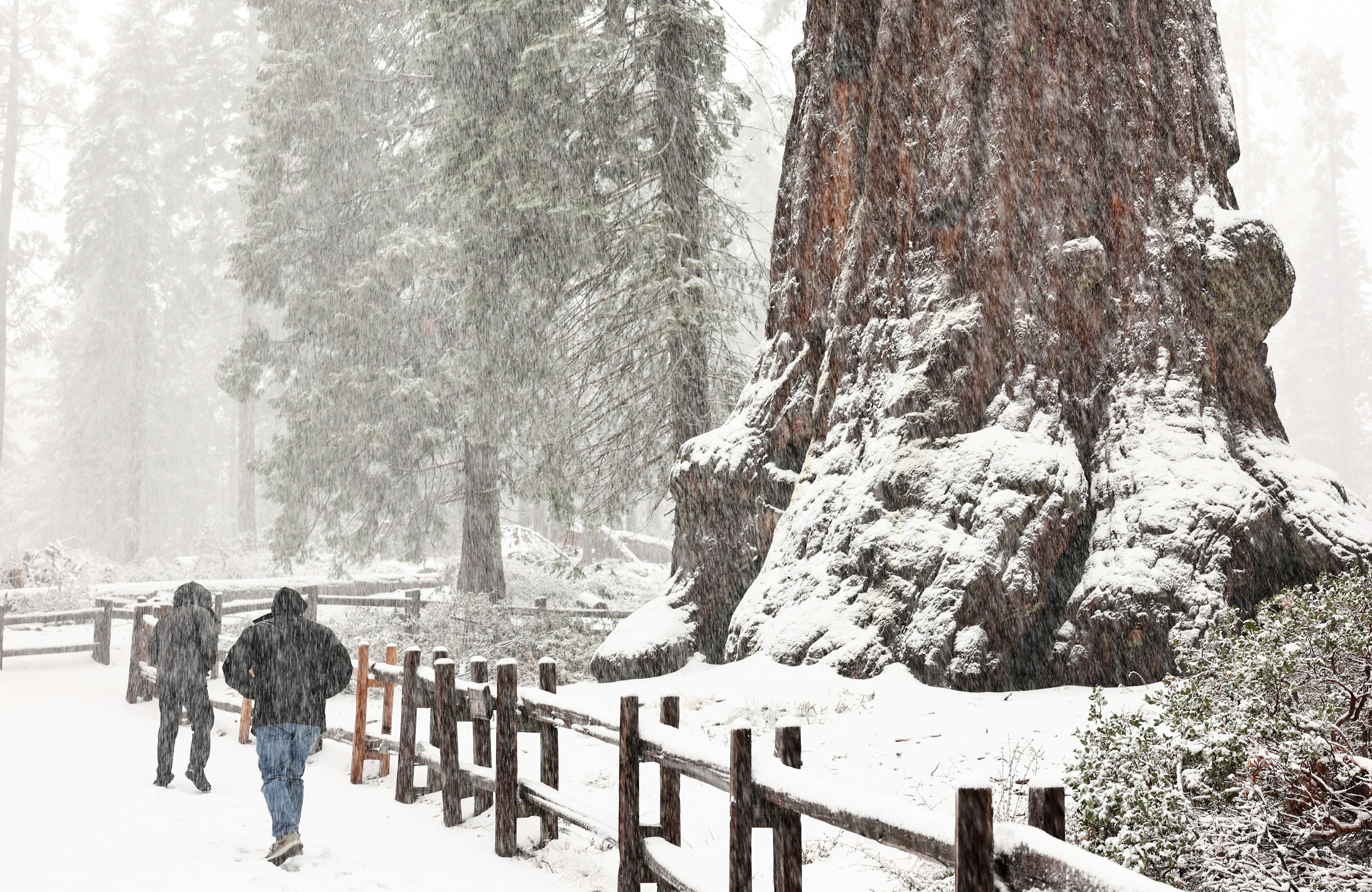 Visitors walk by giant sequoias as snow falls during an atmospheric river storm in Kings Canyon National Park in California on February 1.