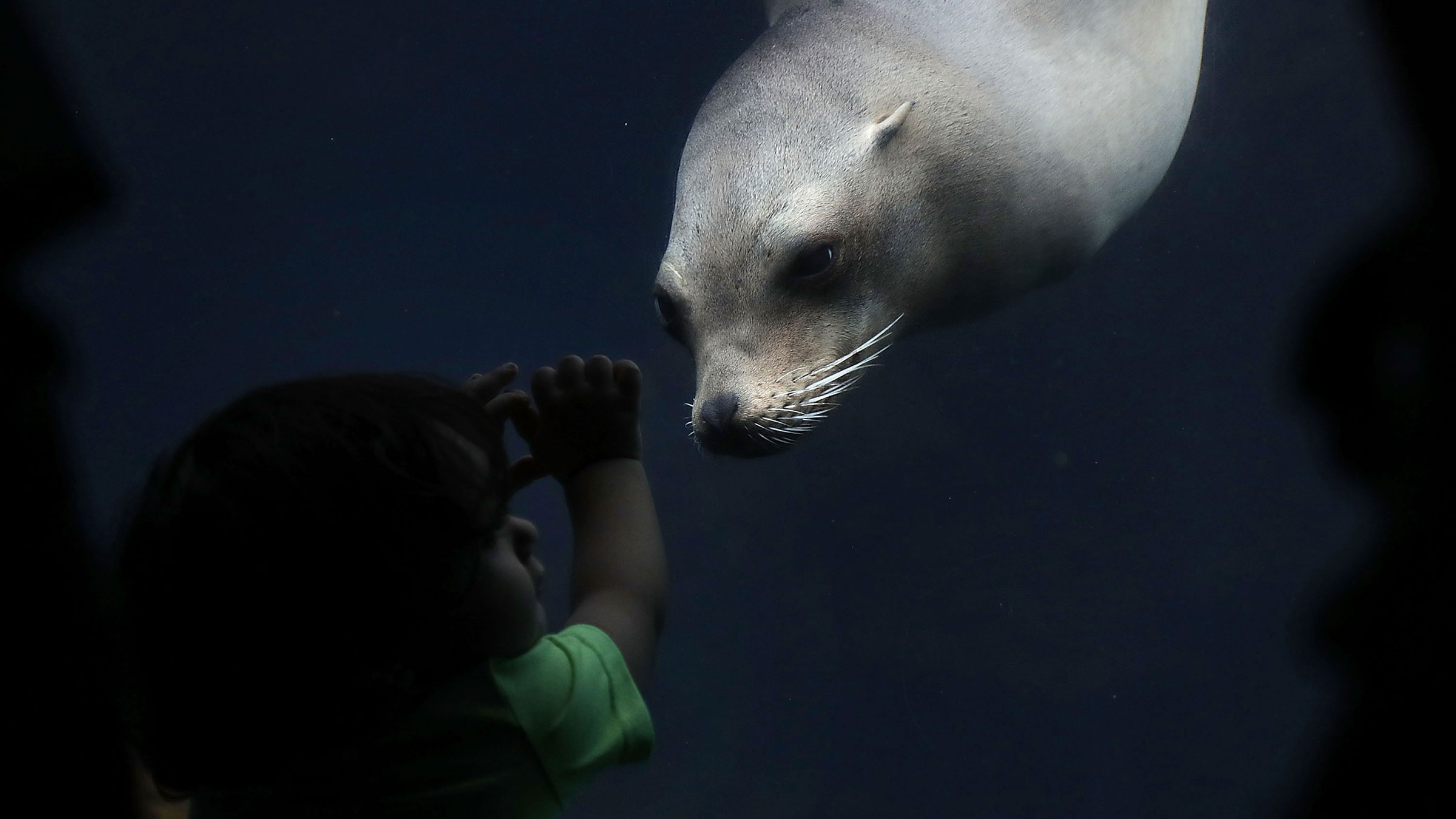 A young boy watches a California sea lion at the National Zoo in Washington, DC.