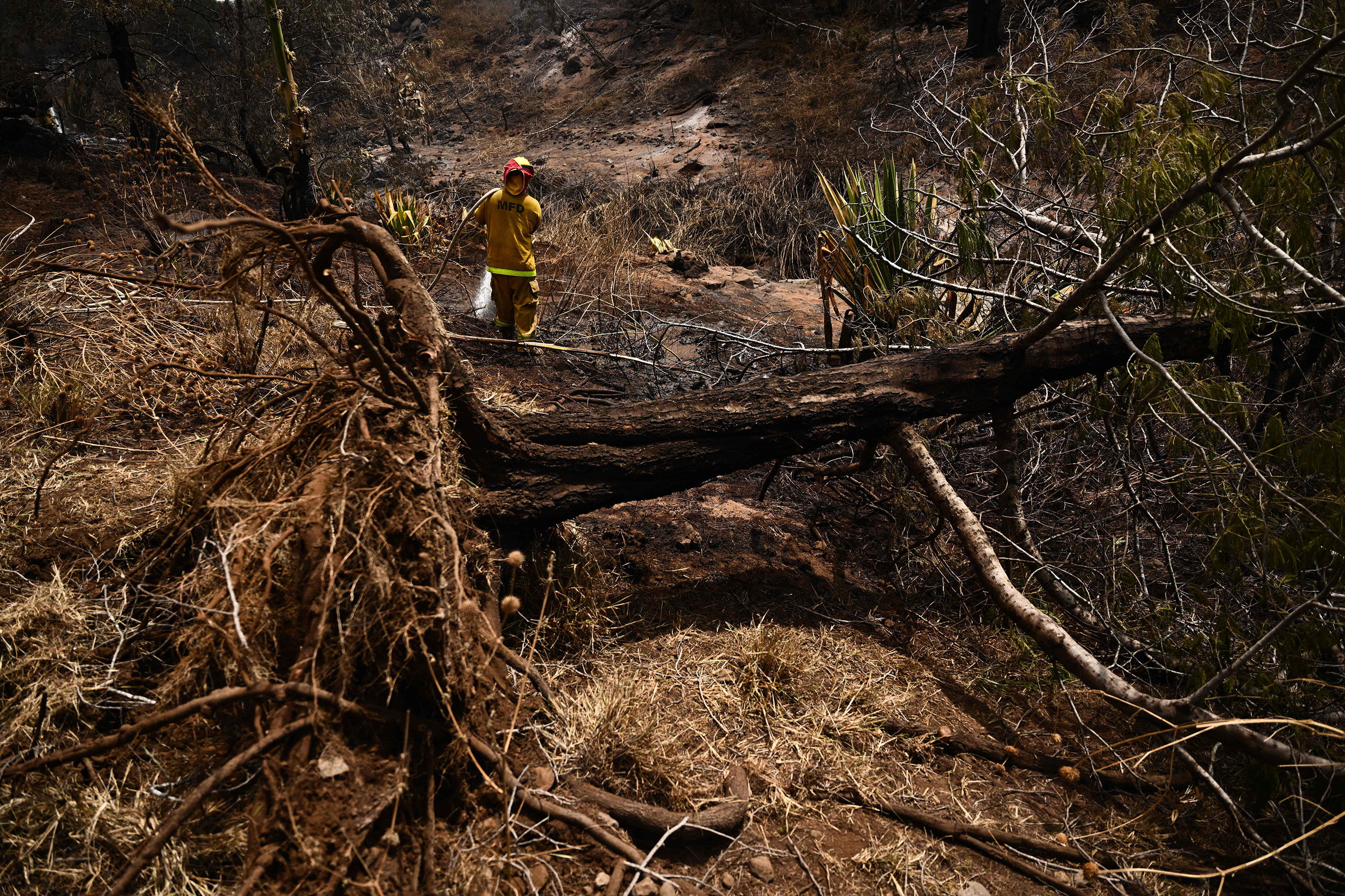 Firefighters work around a fallen tree in Kula on Sunday that was uprooted by high winds.