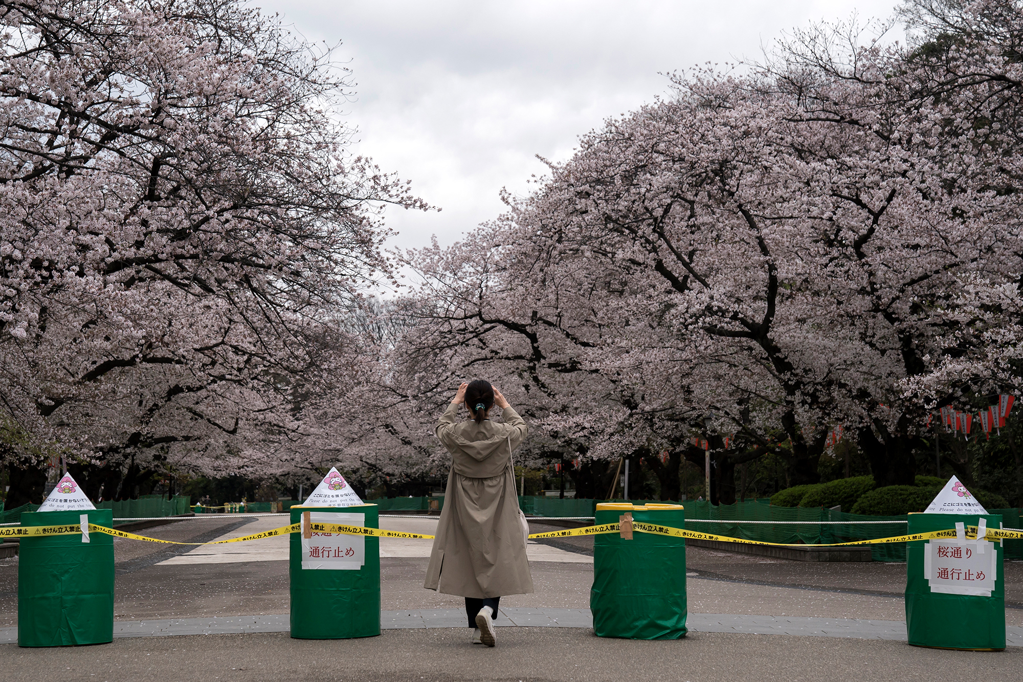 A woman takes a photograph of a closed street under cherry trees in bloom at Ueno Park on March 28 in Tokyo. 