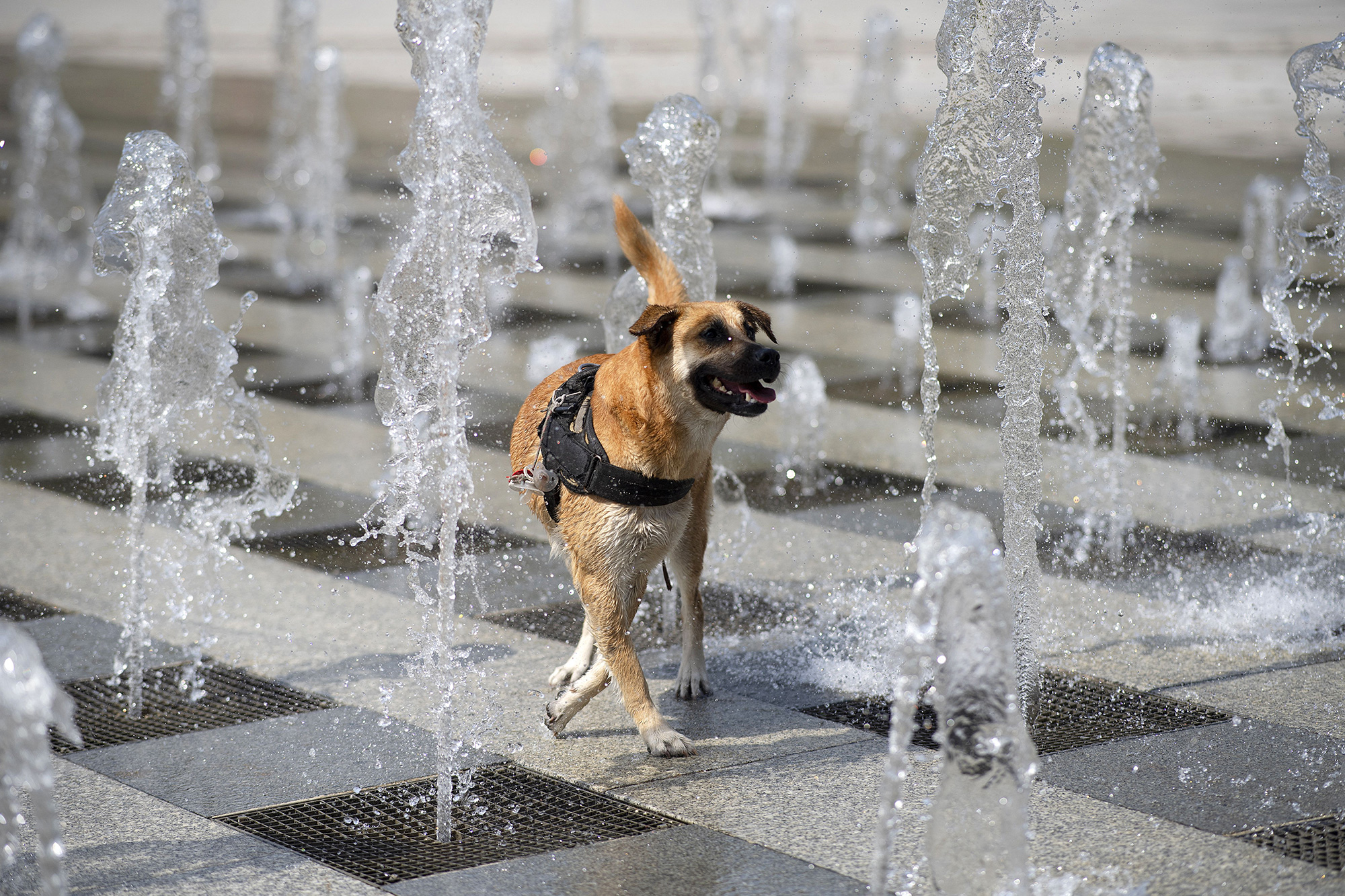 A dog refreshes with water jets in Brest, located in western France, on Monday, July 18.