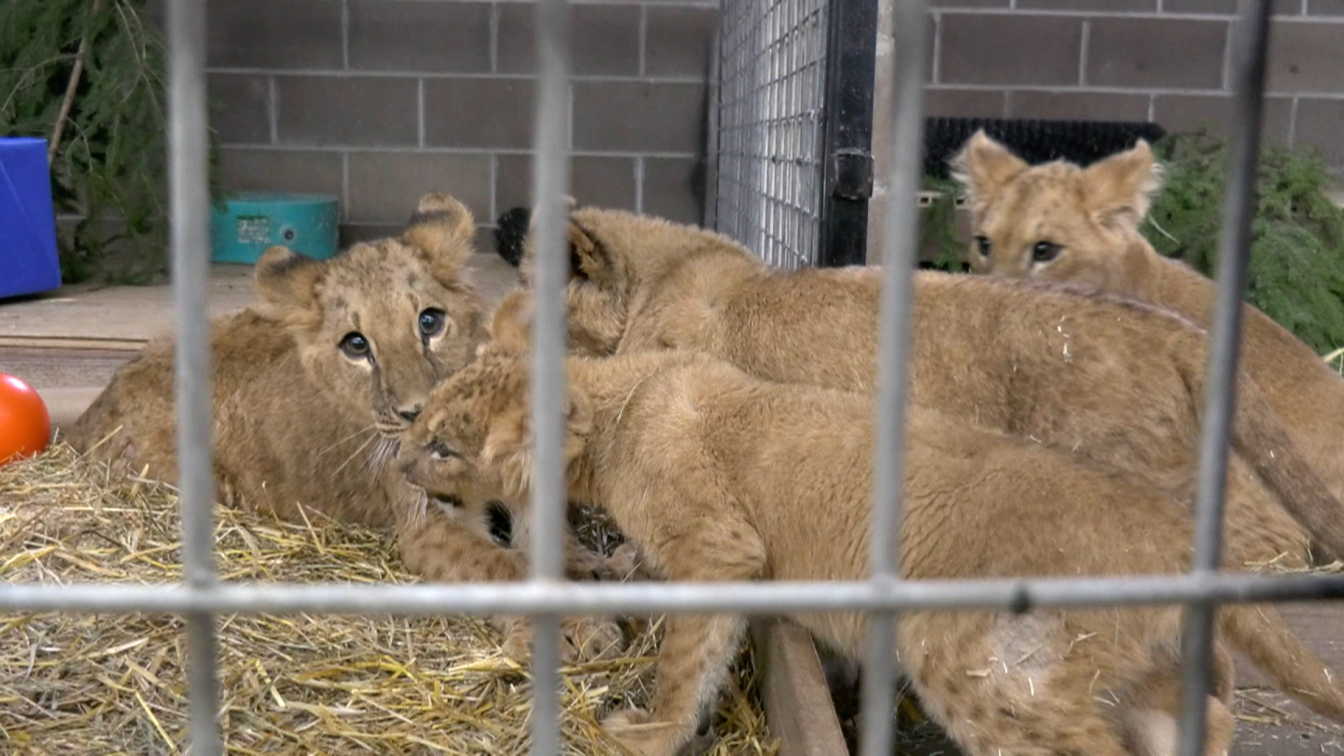 Cuatro cachorros de león fueron rescatados de Ucrania y llevados a un santuario en Minnesota. 