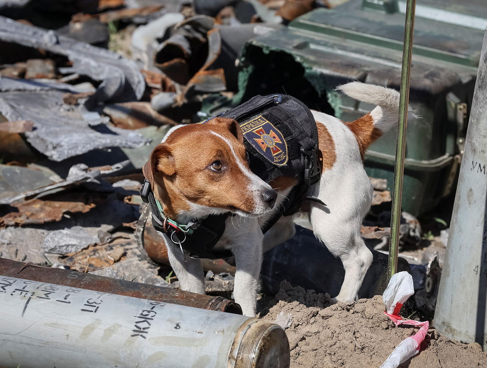 A dog named Patron, trained to search for explosives, is seen at an airfield in the town of Hostomel, on May 5.