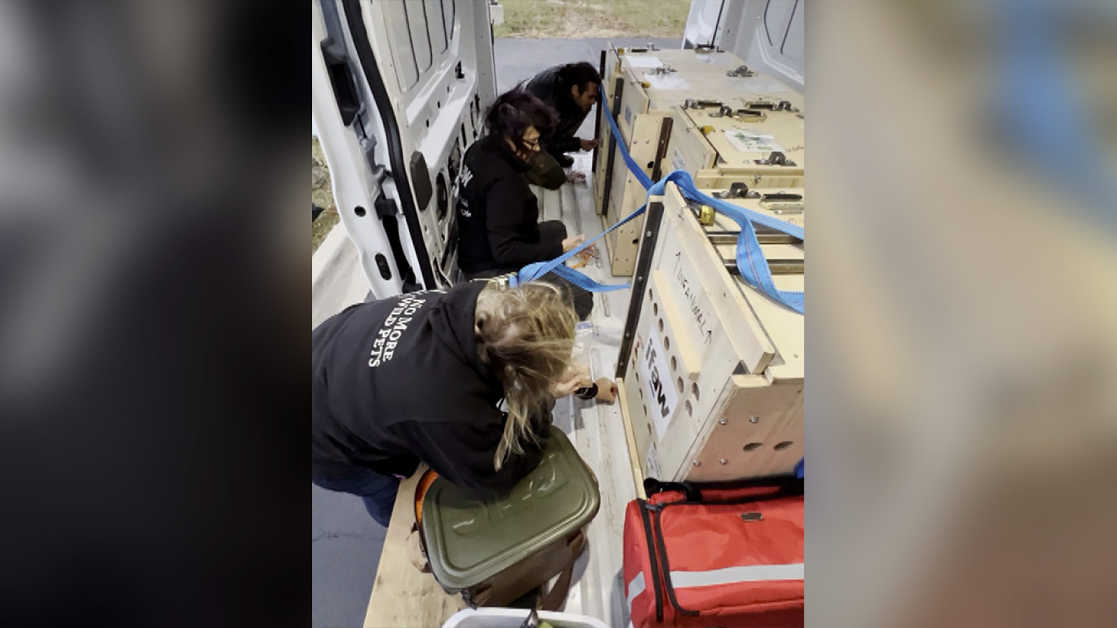 تم إنقاذ أربعة أشبال من أوكرانيا ونقلوا إلى ملجأ في مينيسوتا. 