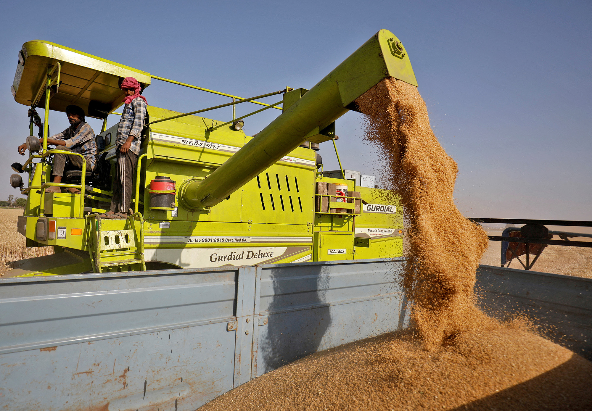 A combine deposits harvested wheat in a tractor trailer on a field in Ahmedabad, India on March 16.