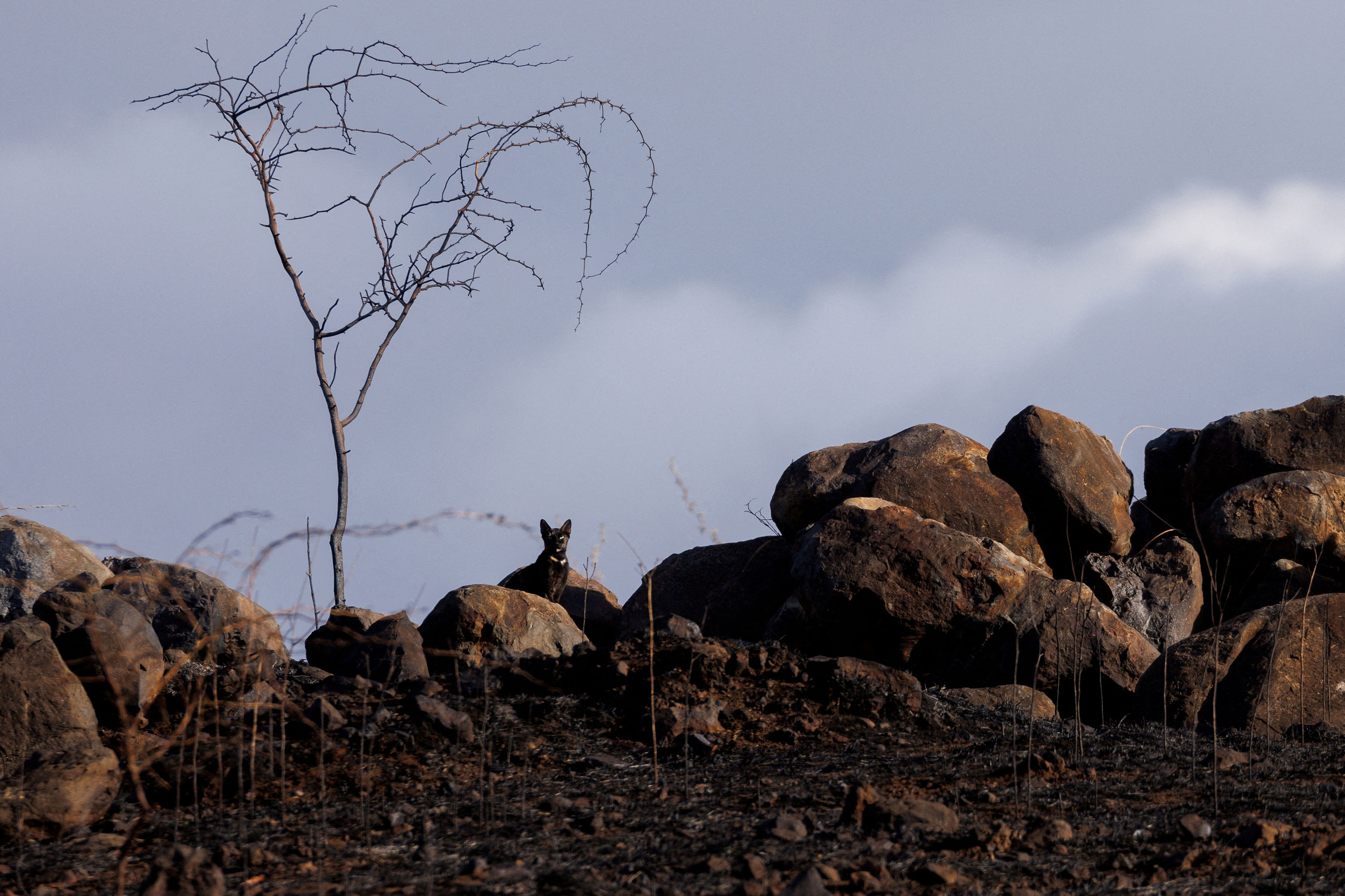 A cat looks out from a burnt field in Lahaina on Friday.