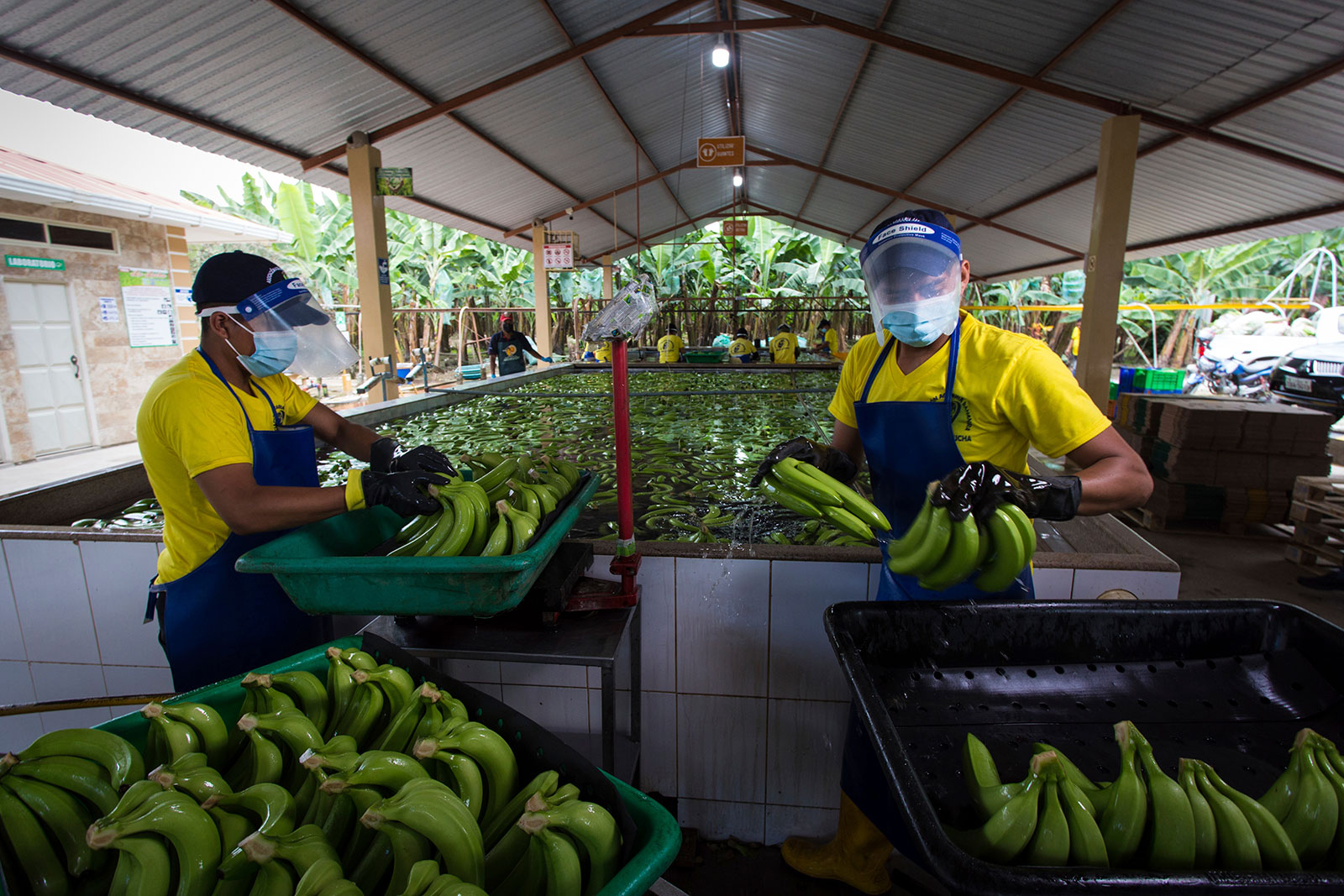 Bananas are cleaned and sorted by workers in a water basin at the La Lucha estate of the Agricultural Association of Banana Producers in El Oro, Ecuador. 