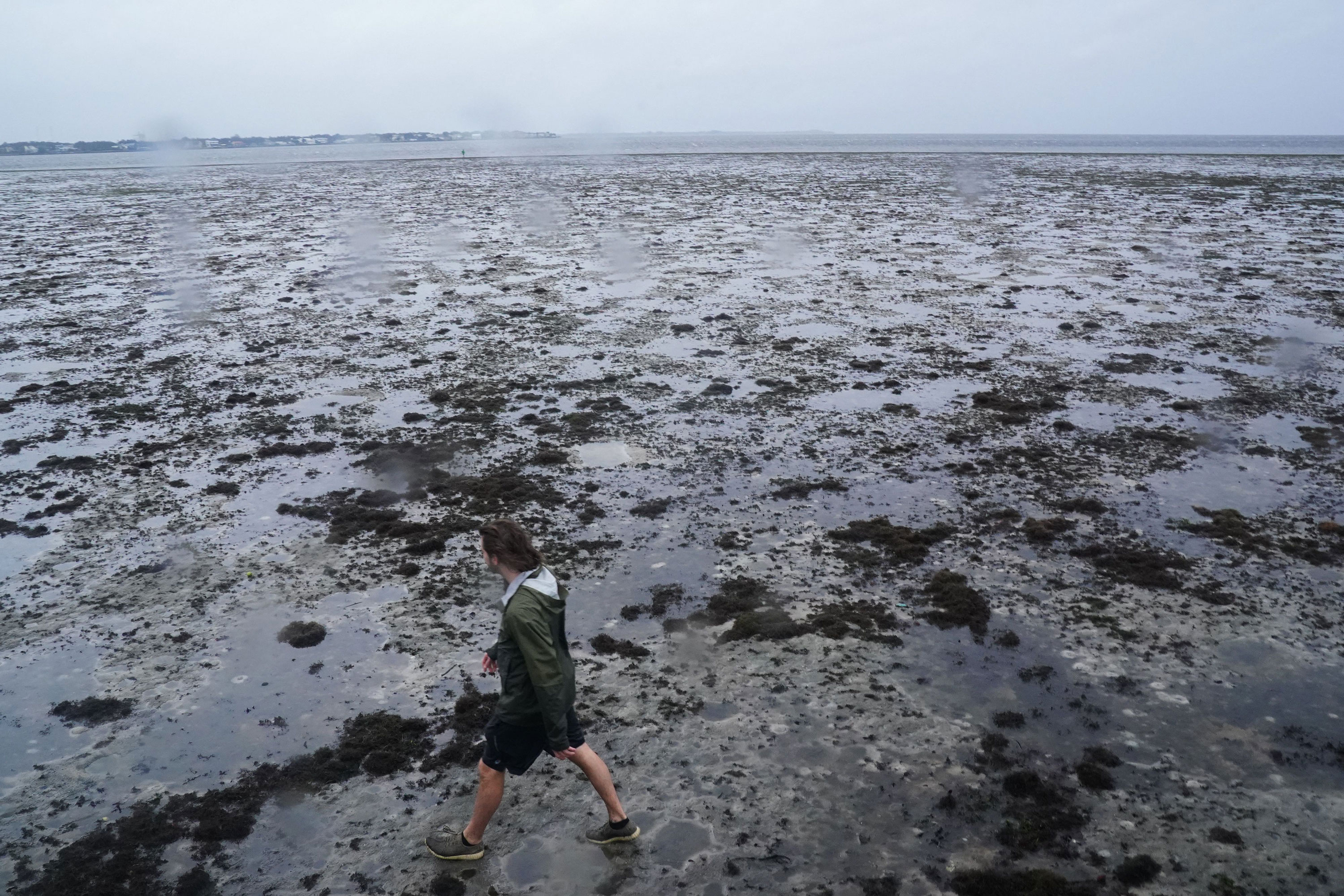 A man walks through mudflats as the tide recedes from Tampa Bay on Wednesday.