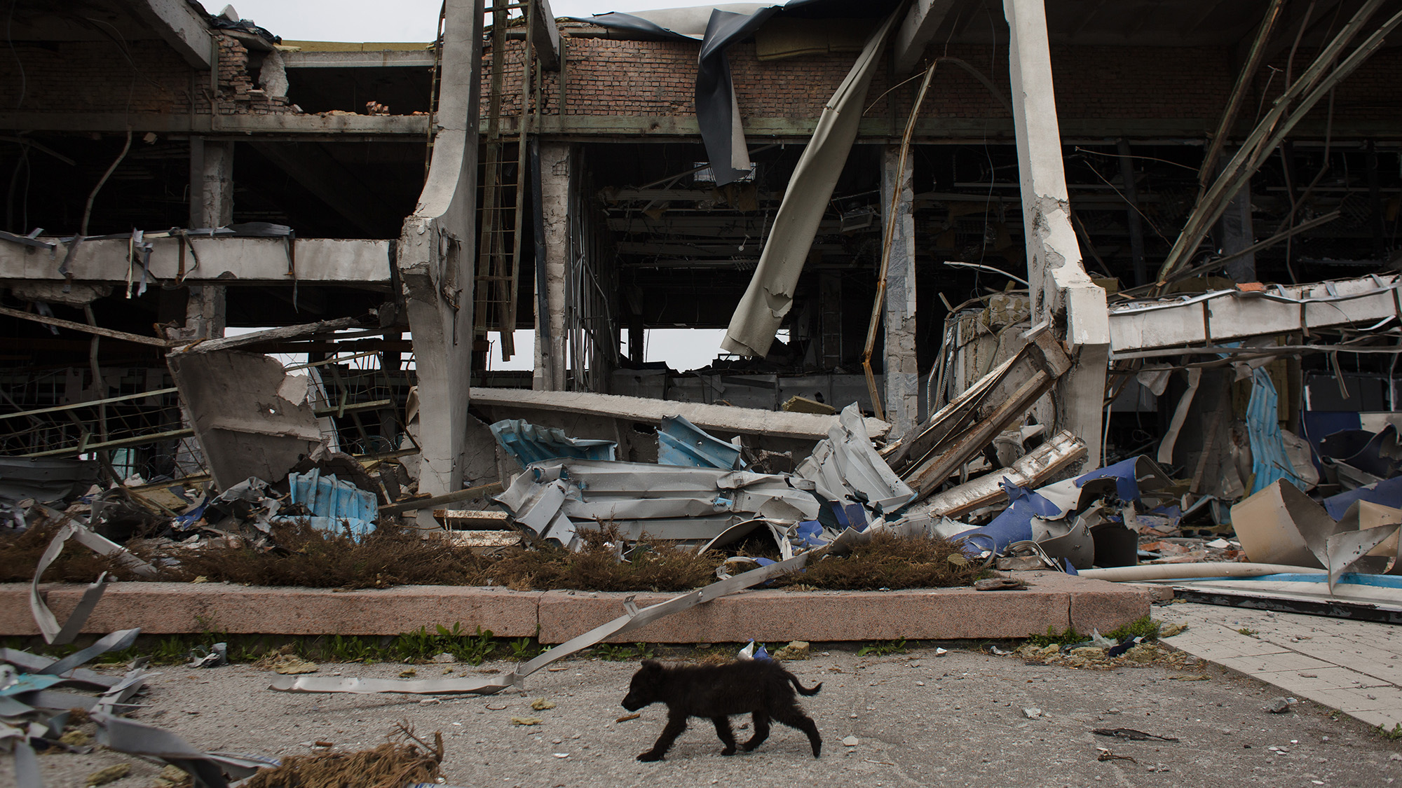 A stray dog walks in the rubble of a destroyed terminal at the airport in Mykolaiv, Ukraine on April 22. 