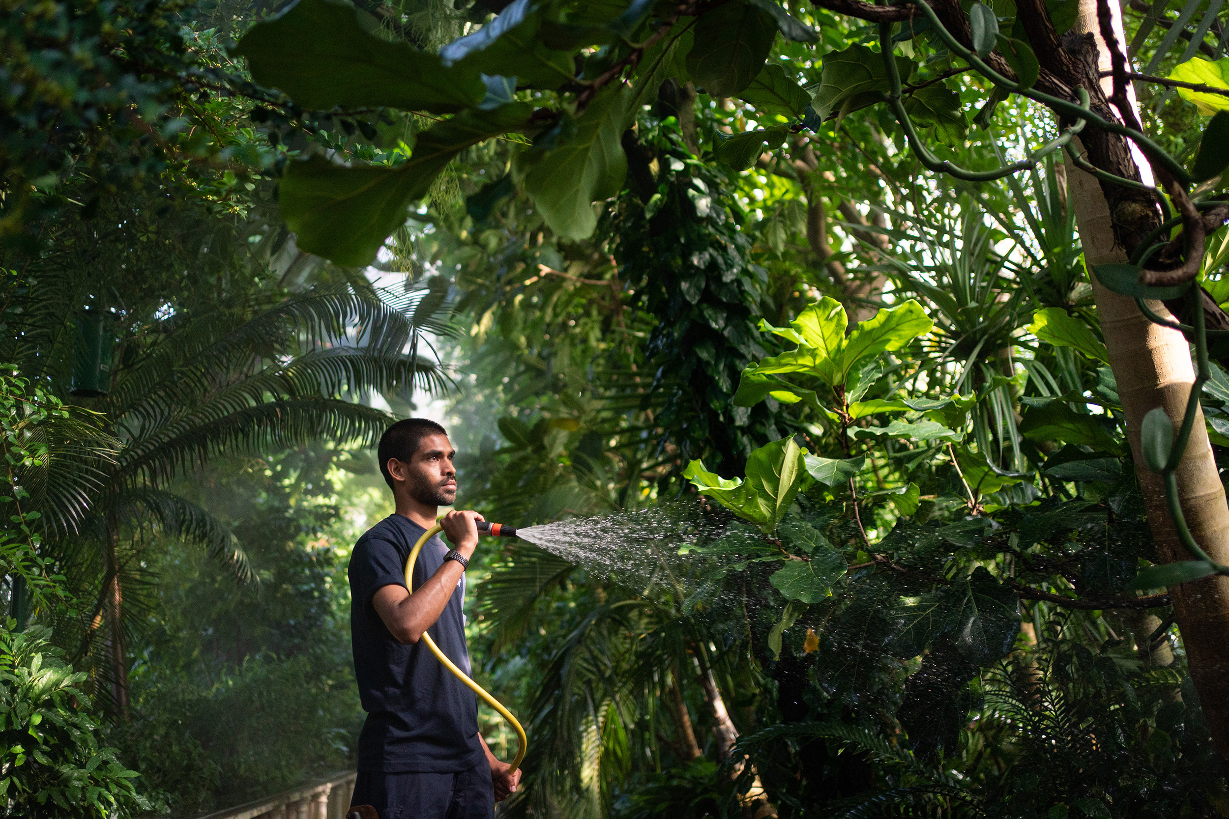 Horticulture student Muhammed Ismail Moosa waters the plants in the Palm House at the Royal Botanical Gardens Kew, west London, on July 18, where temperatures inside the greenhouses are cooler than outside during the heatwave.