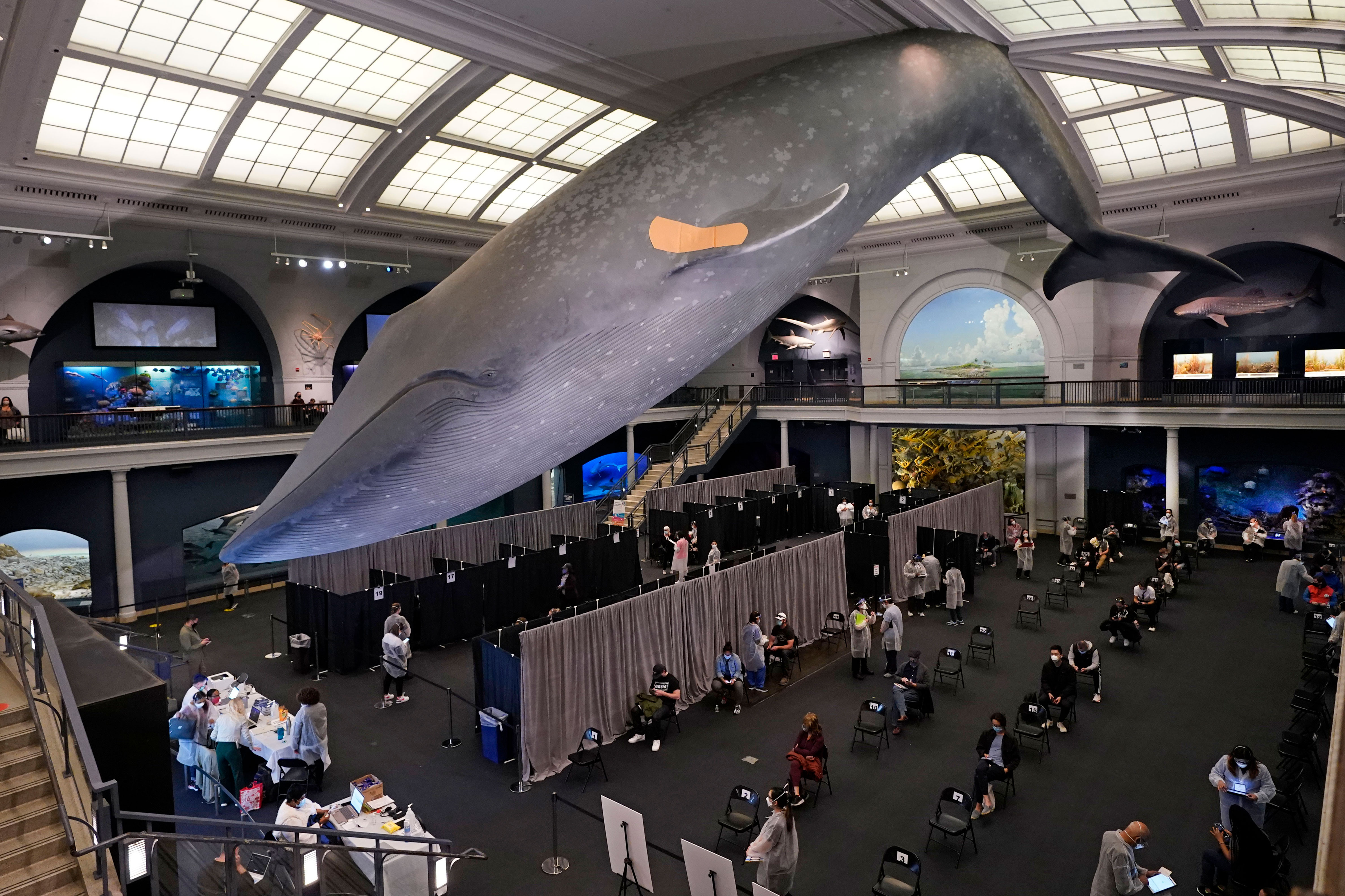 People rest in the observation area after receiving Covid-19 vaccinations at the American Museum of Natural History in New York on Friday.