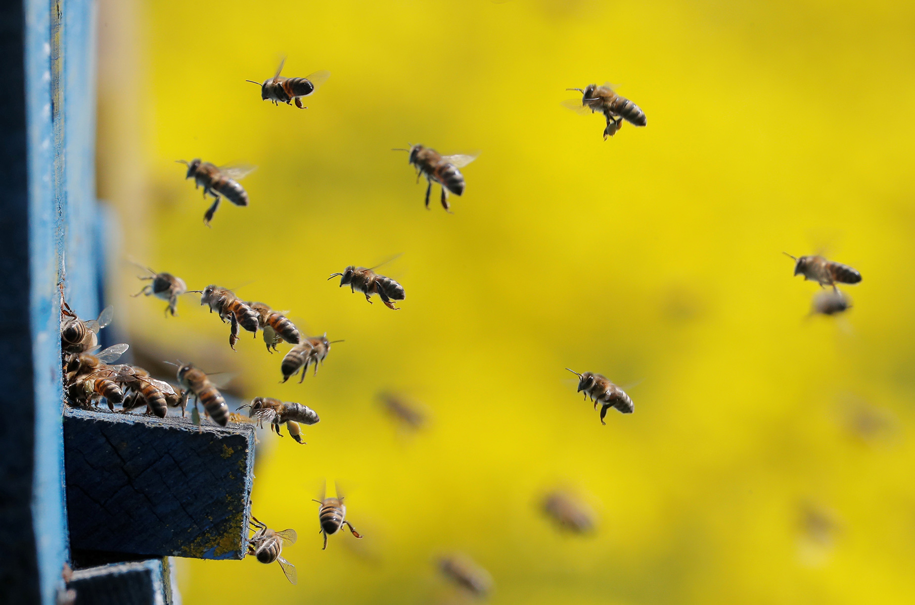 Bees fly in and out of the hives near the rapeseed field on the outskirts of Minsk, Belarus, in June, 2020. 