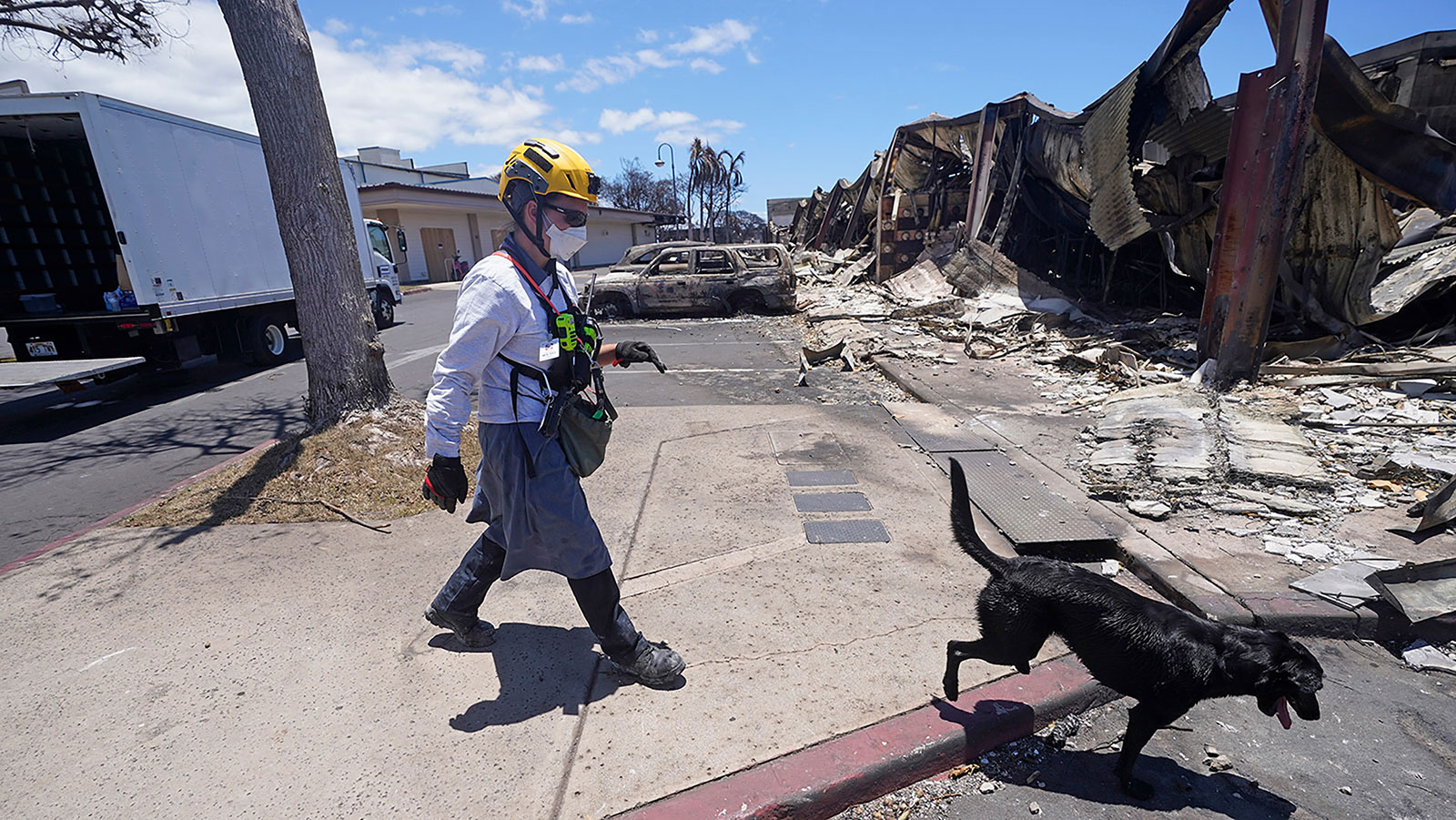 A member of the search and rescue team walks with her cadaver dog near Front Street on Saturday, Aug. 12, in Lahaina, Hawaii.