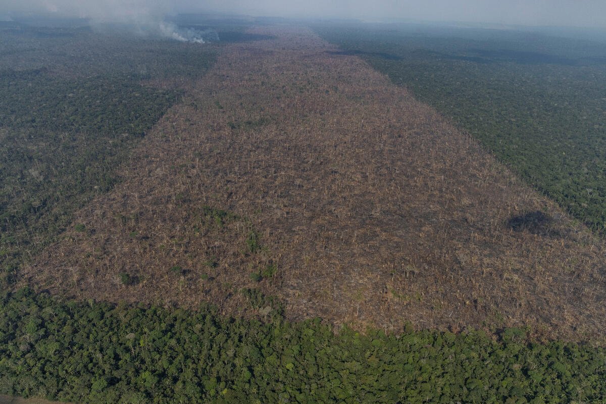 Aerial view from Sept. 15 of an area in the Amazon that Greenpeace says has been deforested for the expansion of livestock, in Lábrea, Amazonas state.