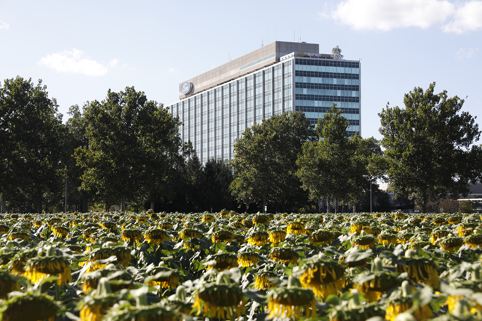 Ford Motor Co. world headquarters stands behind a sunflower patch in Dearborn, Michigan, on Saturday, September 14, 2019.