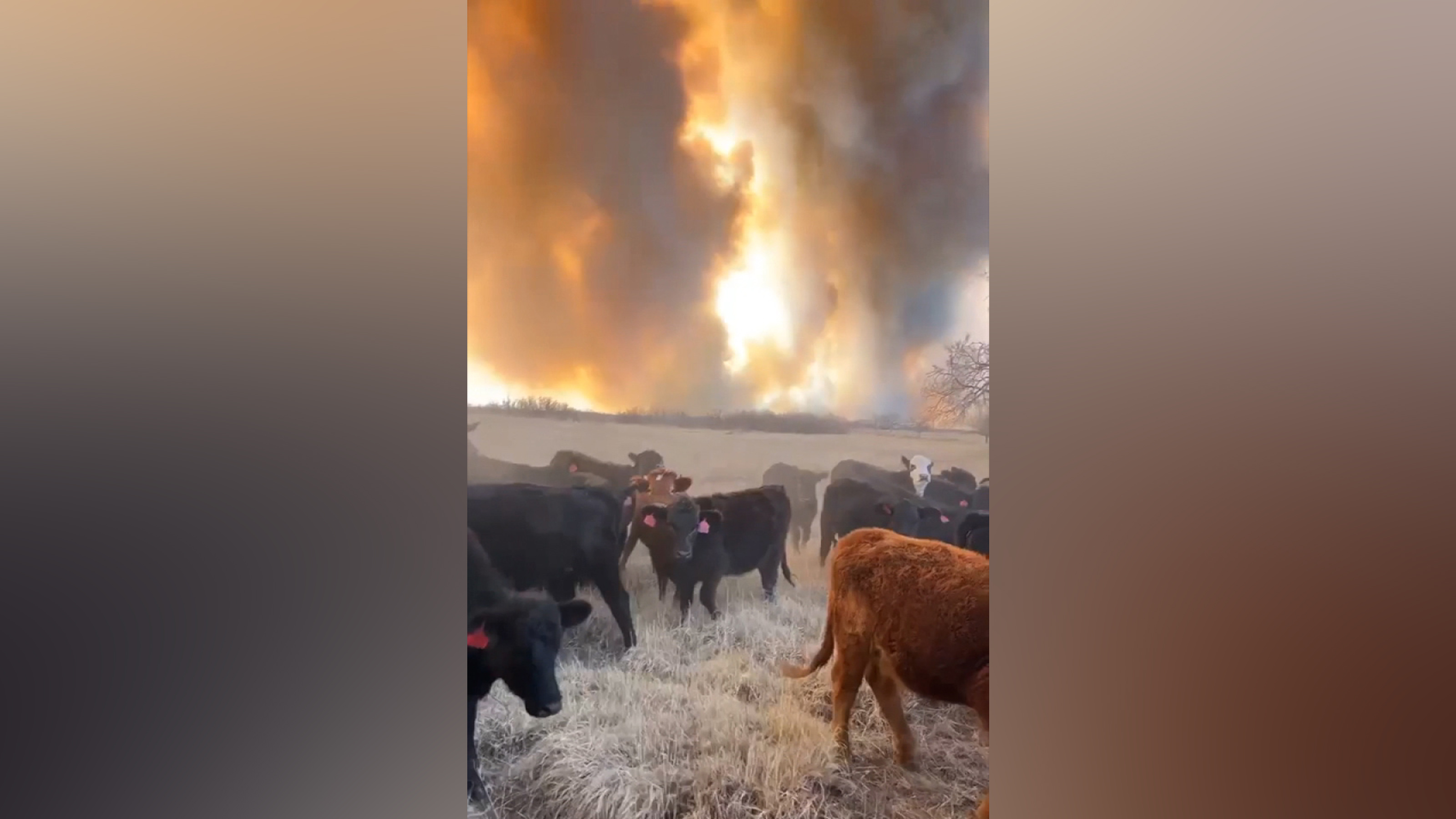 Fire and smoke loom in the distance as cattle are being moved around Turkey Track Ranch outside of Stinnett, Texas, in the Texas panhandle. 