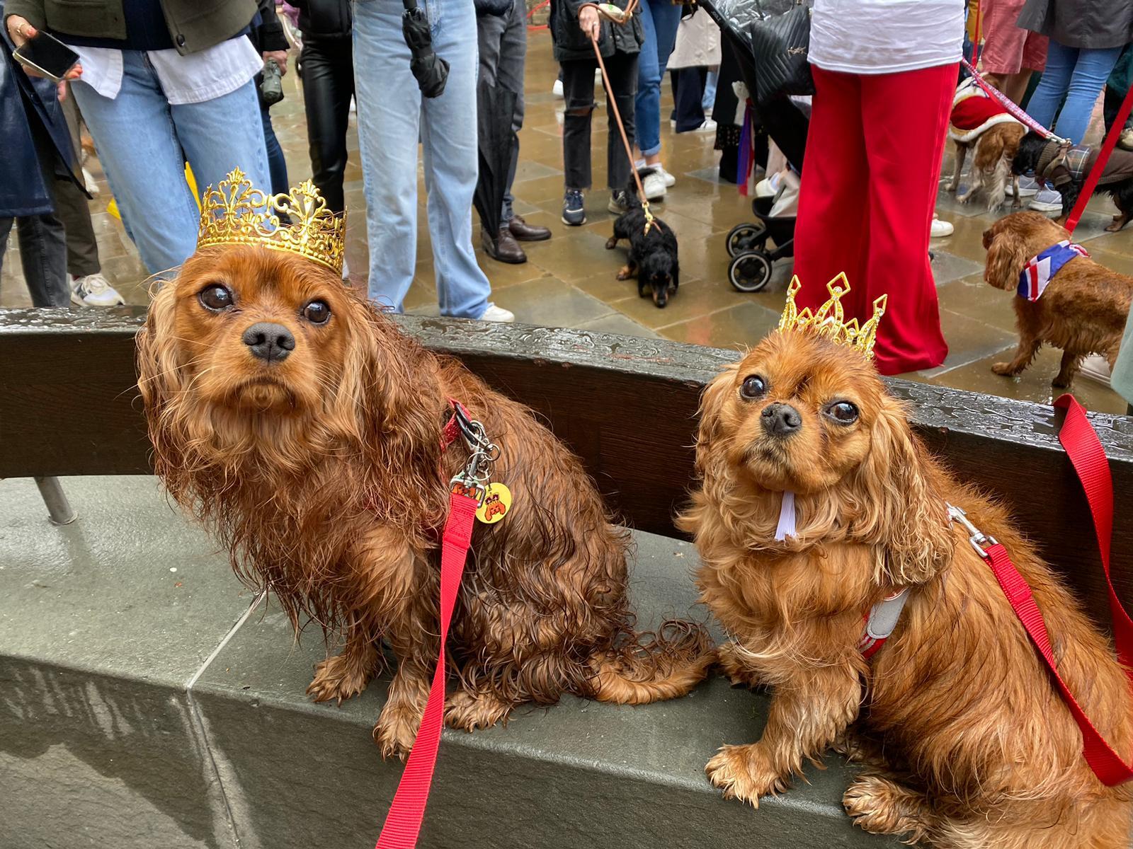 Buddy and Coco, clearly the king and queen of the Cavalier King Charles Spaniels on Coronation Day in London.
