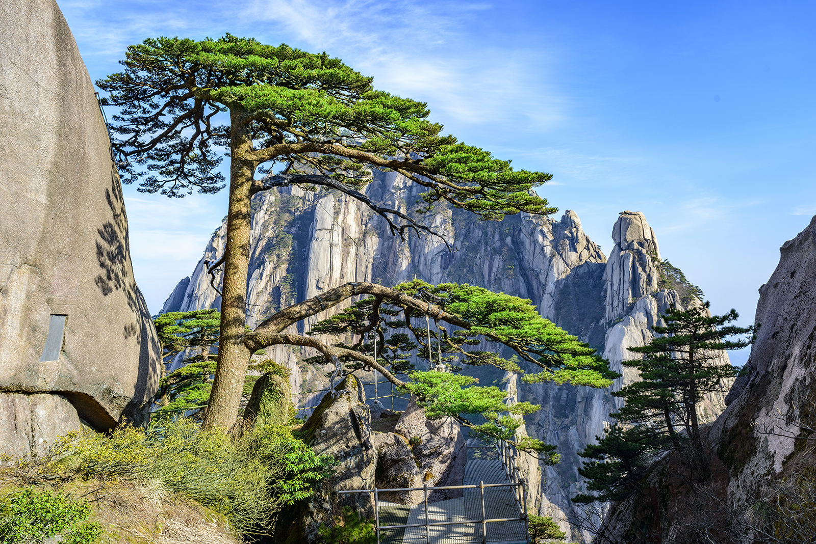 Welcome Guests Pine in Huangshan Mountine. 