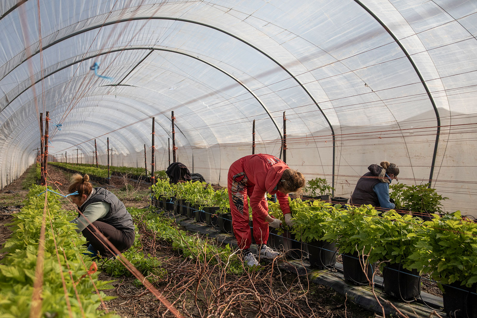 Seasonal workers tend to raspberries at a farm in Rochester, England.