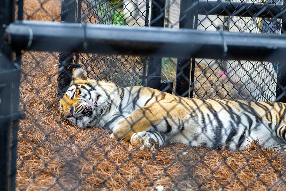 LSU mascot Mike the Tiger rests in his habitat during a game between the Georgia Bulldogs and the LSU Tigers at the Pete Maravich Assembly Center in Baton Rouge, Louisiana on March 7.