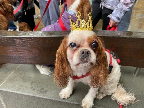 Dog Breed Spotlight: The Cavalier King Charles Spaniel