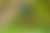 આ દુર્લભ વાદળી પક્ષી-ઓફ-પેરેડાઇઝ પાપુઆ ન્યુ ગિનીમાં તારી ખીણમાં તેના મનપસંદ વૃક્ષ પર ચારો લઈ રહ્યું છે.
