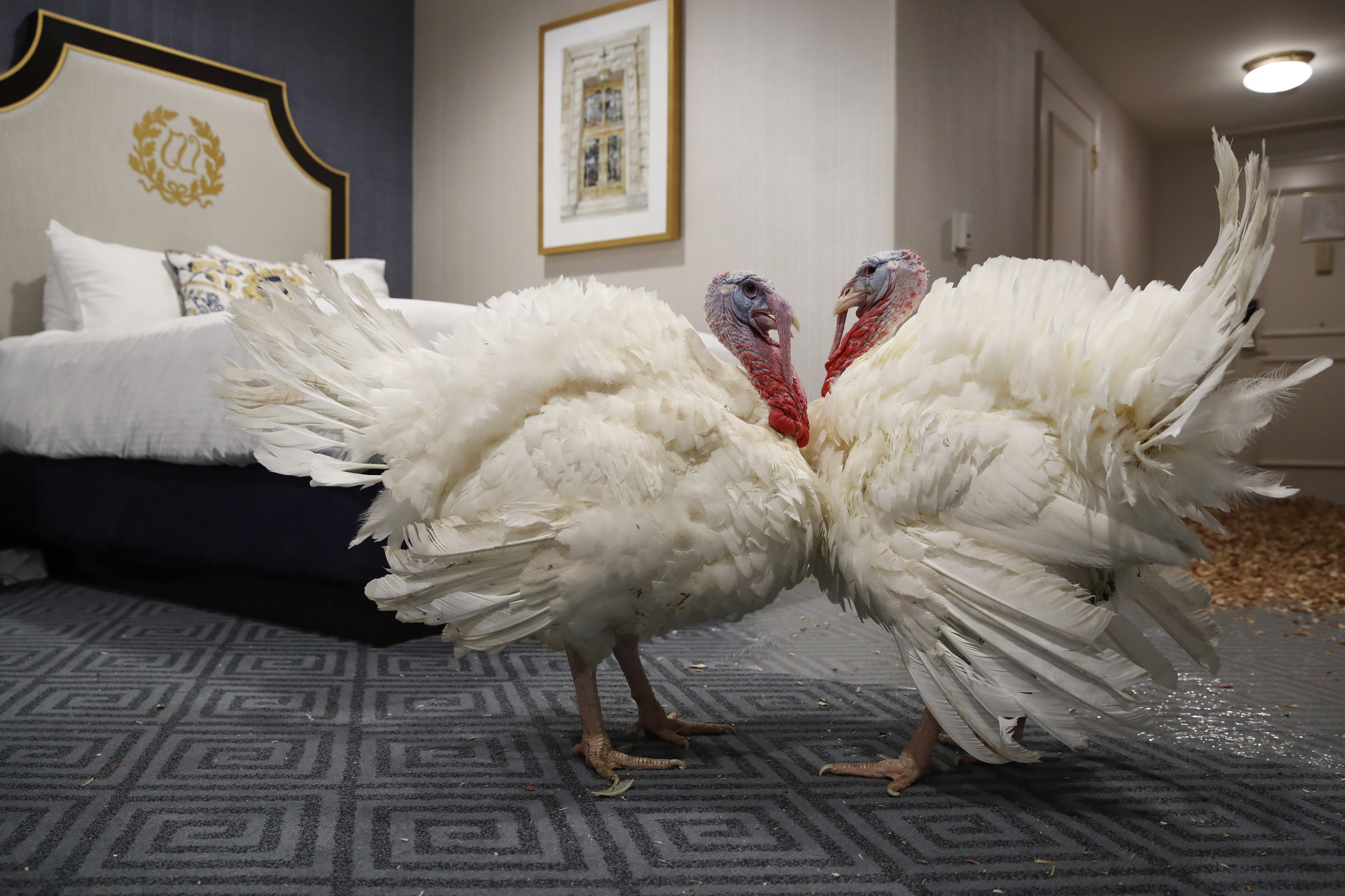 Peas and Carrots get comfortable in their room at the Willard InterContinental Hotel, after their arrival Sunday in Washington. 