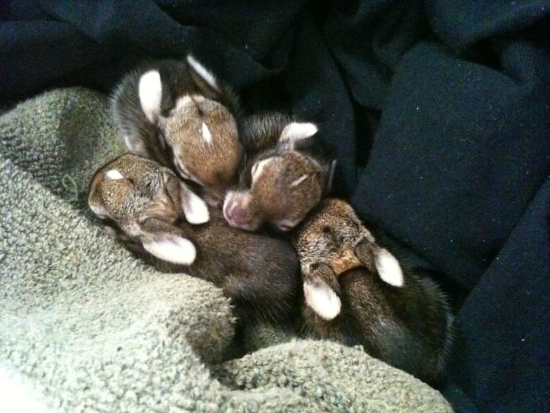 Barracks Bunnies Busted