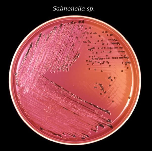 Salmonella bacteria petri dish