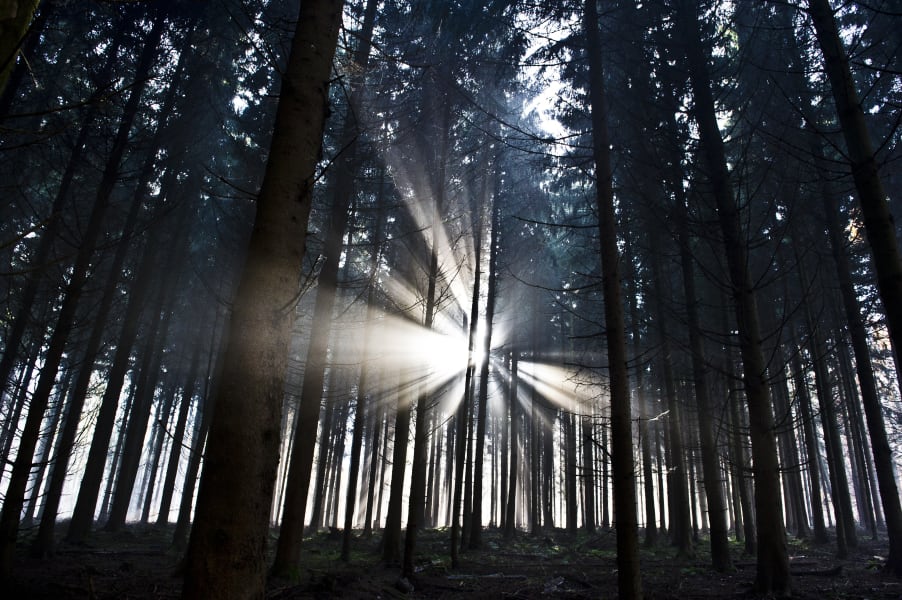 forest germany sunlight