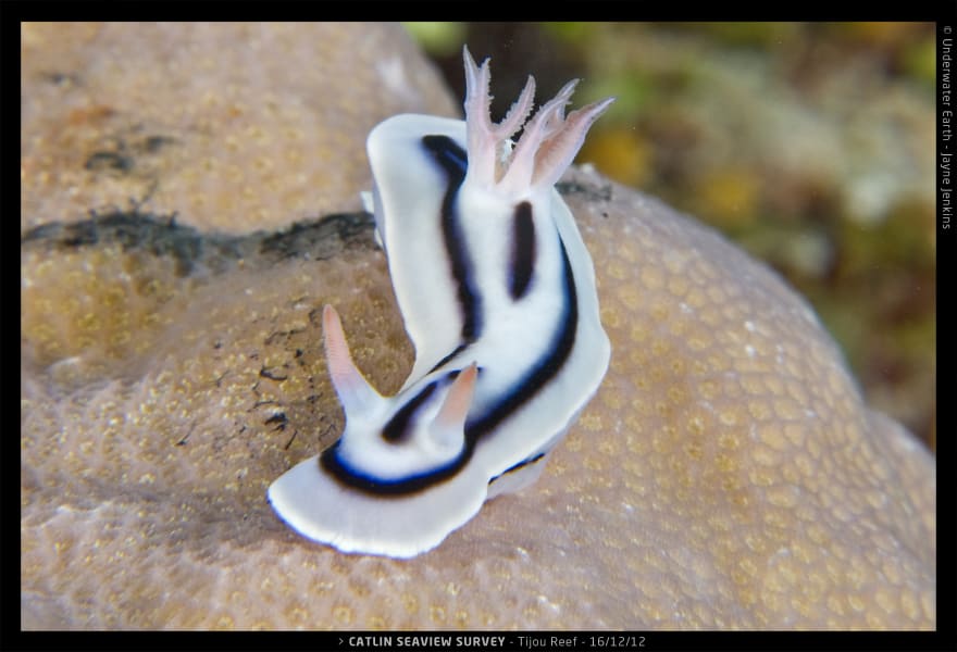 catlin survey nudibranch