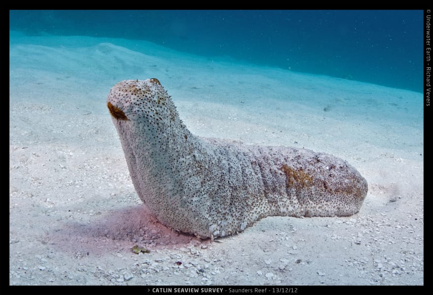 catlin survey sea cucumber