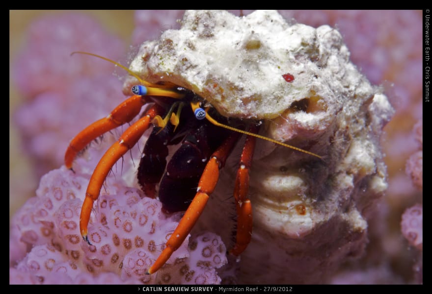 catlin survey hermit crab