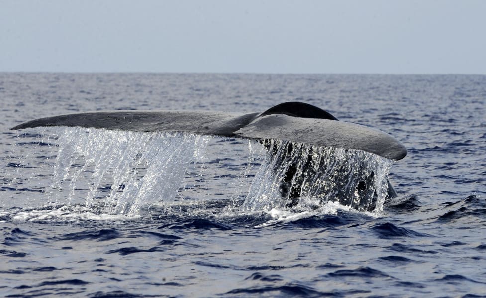 ocean blue whale