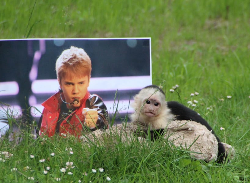 Bieber monkey 5