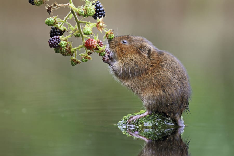 British Wildlife Photography 12