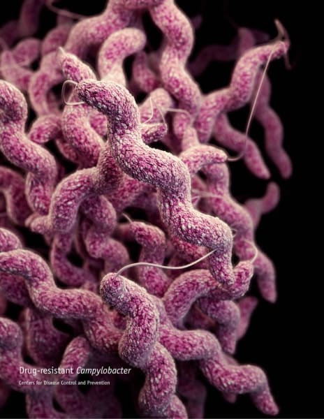 drug-resistant Campylobacter