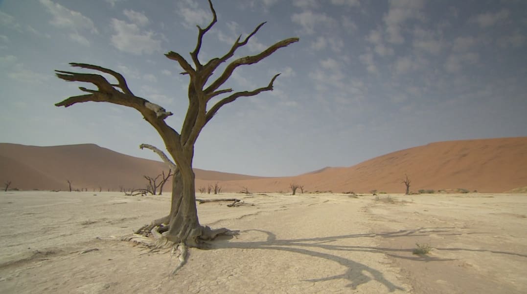 Namib desert dead tree