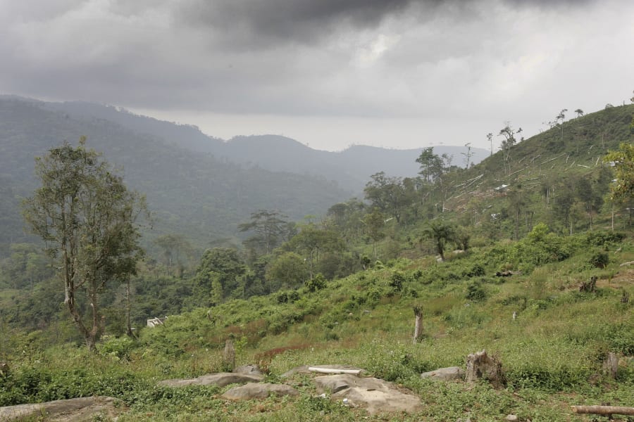 sierra leone forest