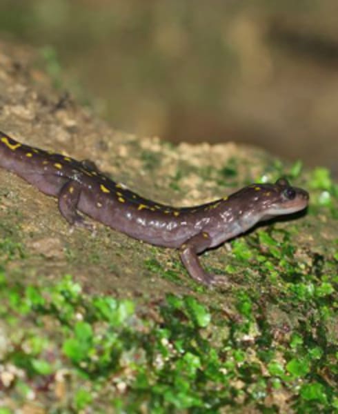 endangered species middle east gorgon salamandar