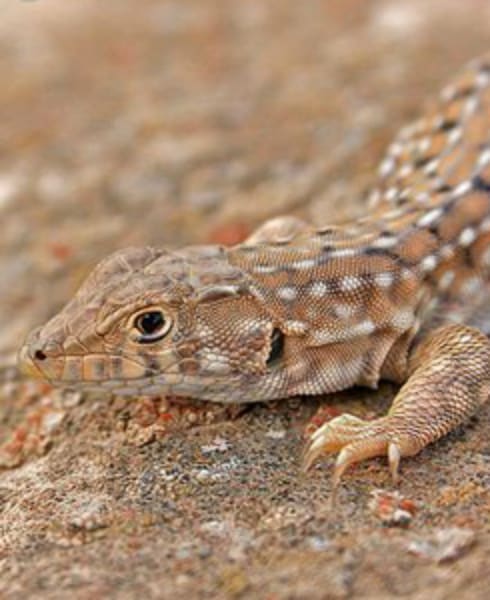 Endangered animals middle east Beer Sheva Fringe-Fingered Lizard 