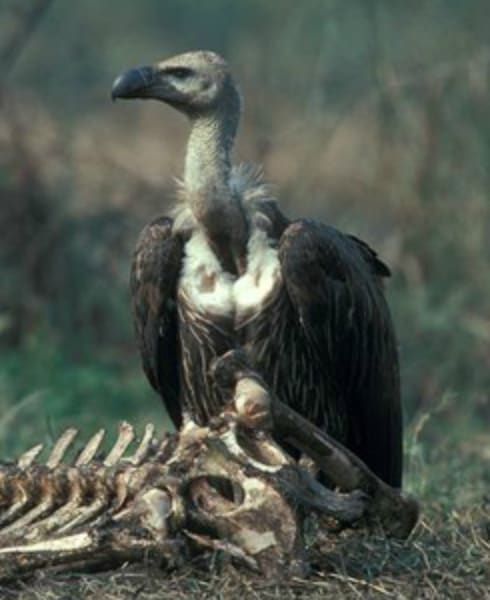 endangered species middle east vulture