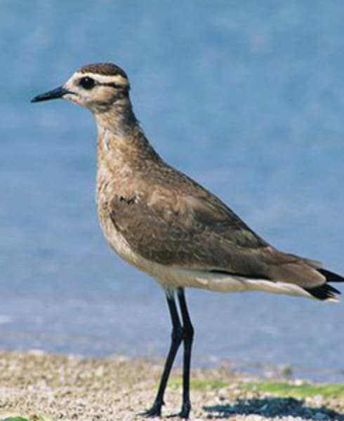 endangered species middle east sociable lapwing