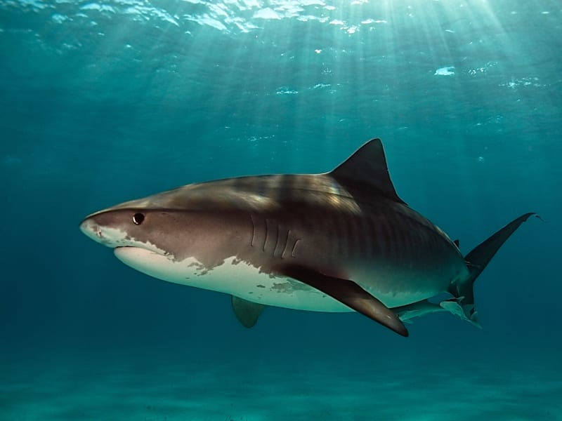 IRPT Underwater photography- Boaz Meiri - Tiger Shark