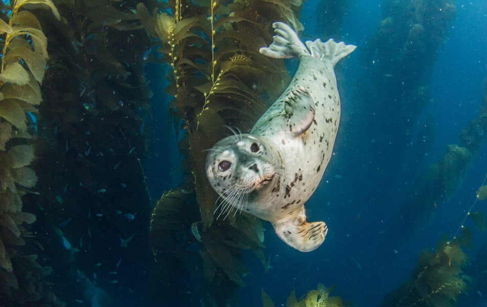 IRPT underwater harbor seal pup