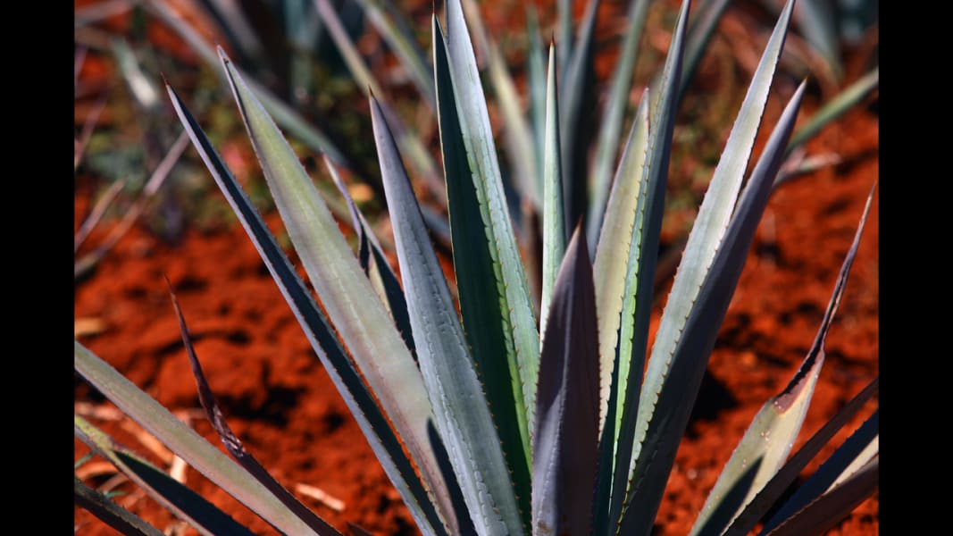 agave plant