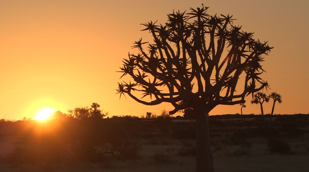 quiver tree namibia