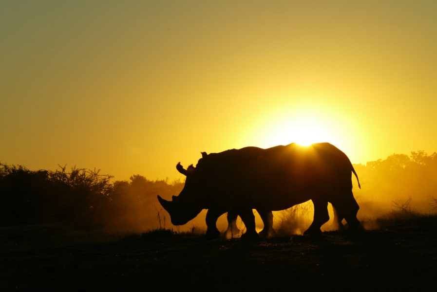 rhinos without borders sunset