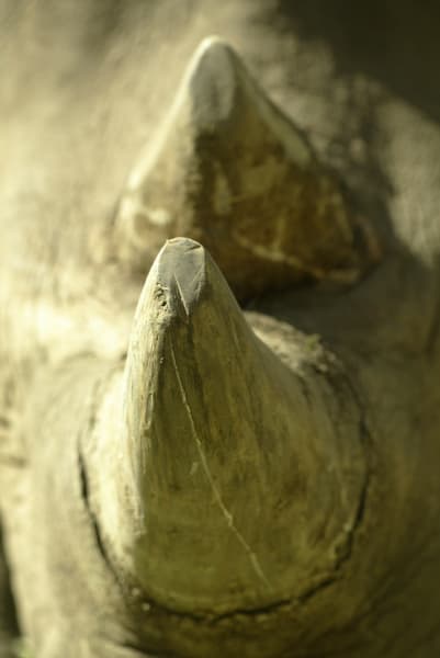 White Rhino horn Rhinos without borders