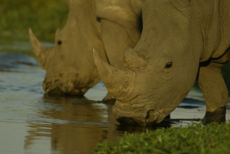 Rhinos without borders two drinking by lake